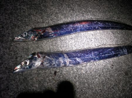 連日太刀魚釣果